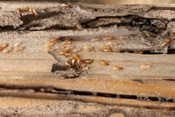 Best Mosquito Control Services  in Cresskill, NJ